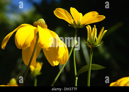 Cutleaf coneflower, Rudbeckia laciniata Herbstsonne. Yellow flower with green central cone. Stock Photo