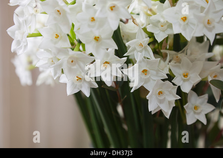 Paperwhite Narcissus, Narcissus papyraceus. Multiple stems displayed together indoors. Stock Photo