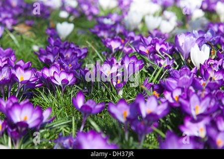 Crocus vernus. Low angled view of naturalised Crocus growing amongst grass in public park. Stock Photo