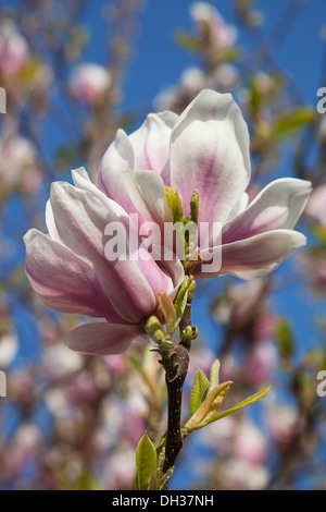 Magnolia soulangeana. Close up of tulip-like white flowers flushed pink at the base, tree branches and blue sky beyond. Stock Photo