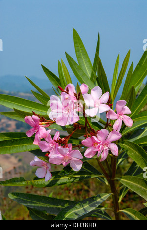 Frangipani. Pink flowers and lance shaped leaves of Plumeria rubra growing in Phrao, Chiang Mai, Thailand. Stock Photo