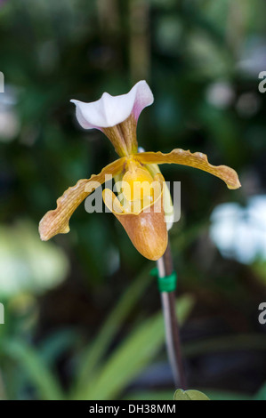 Orchid Lady Slipper orchid with mottled brown cream and white petals and lip at the 2011 Orchid Festival in Chiang Mai Thailand. Stock Photo
