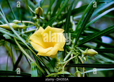 Yellow Oleander, Thevetia peruviana. Single open flower and buds growing in Phrao, Chiang Mai, Thailand. Stock Photo