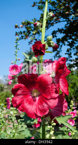 Hollyhock, Alcea rosea. Flower spike with deep, pinkish red flowers. Thailand, Chiang Mai, San Kamphaeng, Stock Photo