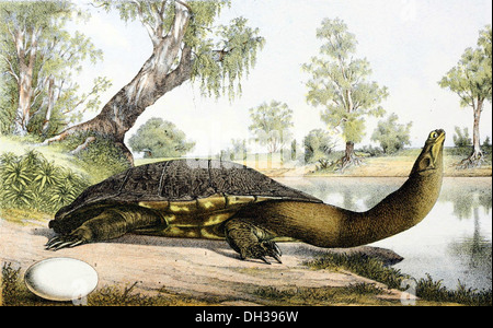 The eastern long-necked turtle (Chelodina longicollis) is an east ...