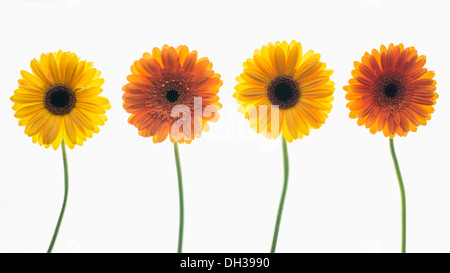 Gerbera. Four individual flower stems in shades of yellow and orange arranged in a row and photographed on a lightbox. Stock Photo