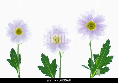 Chrysanthemum Elenor Lilac. Studio shot of three seperate flowers arranged on lightbox with leaves included.