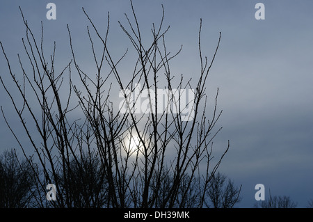 Winter sun is hiding behind the trees Stock Photo