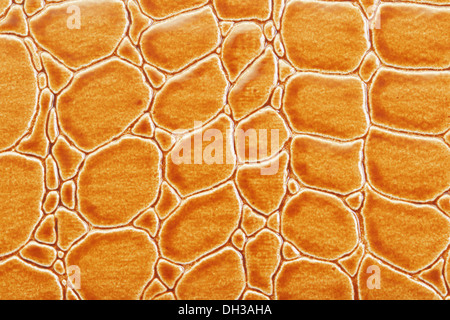 Tint Orange Crocodile Skin Texture Stock Photo