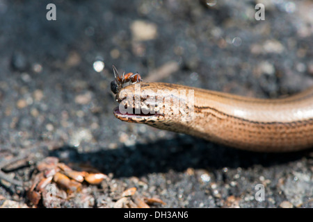 ant attacking the head of the snake Stock Photo - Alamy