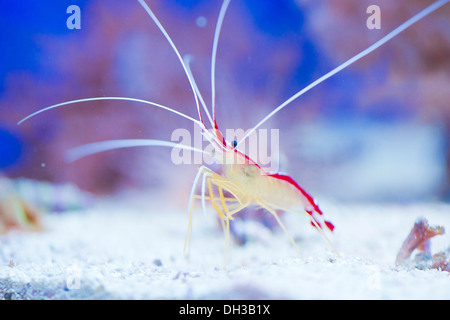 marine shrimp Lysmata amboinensis (Cleaner Shrimp) Stock Photo