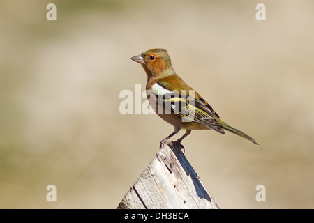 A common male Chaffinch (Fringilla coelebs) sitting on the top of a wooden trunk Stock Photo