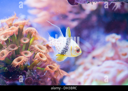 Sphaeramia nematoptera - colorful sea fish Stock Photo