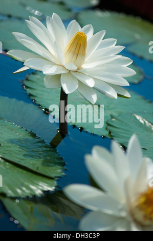 Water lily Nymphaea. White flower with yellow centre raised on stem above water and lily pads with another part seen in Stock Photo