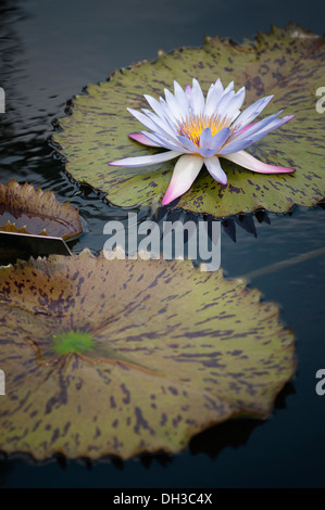 Water lily, Nymphaea. Single white flower with pink tipped petals and yellow centre. Stock Photo