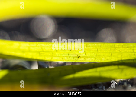 Common eelgrass (Zostera marina) Stock Photo