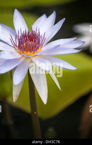 Water lily, Nymphaea Lone Star. Single flower with white petals and pink and deep yellow centre. Stock Photo