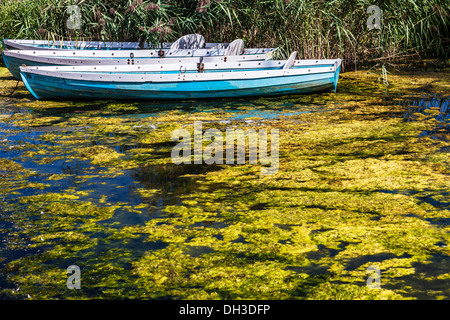 Rowing boats moored on an algae infested inlet at Llangors Lake in the Brecon Beacons National Park, Wales Stock Photo