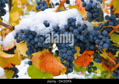 Snow-covered Dornfelder grapes in autumn, Korb-Steinreinach, wine-growing region of Remstal, Baden-Wuerttemberg Stock Photo