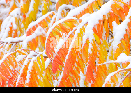 Snow-covered Staghorn Sumac (Rhus typhina) in autumn, Baden-Wuerttemberg Stock Photo