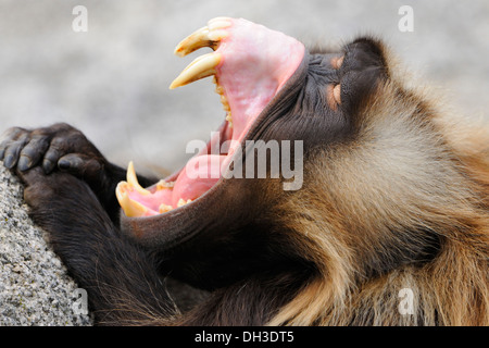 Gelada Baboon (Theropithecus gelada) with its mouth wide open, Stuttgart, Baden-Wuerttemberg Stock Photo