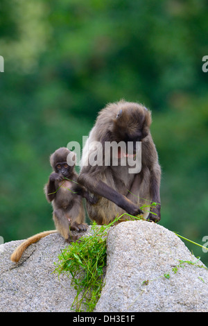 Gelada Baboon (Theropithecus gelada), female with an infant, Baden-Wuerttemberg Stock Photo