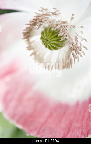 Poppy Papaver somniferum. Close cropped view of single flower with white petals edged in pink and showing detail of stamens Stock Photo