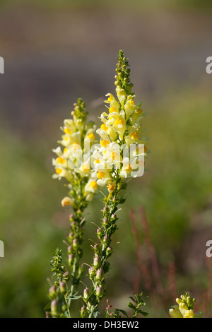 Common Toadflax flower Stock Photo