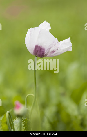 Opium poppy (Papaver somniferum) Stock Photo