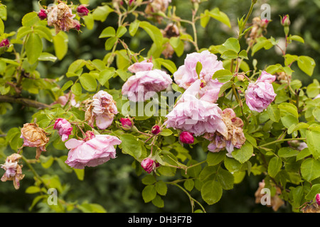 Rose (Rosa) May Queen Stock Photo