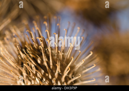 Burdock fruits, This inspired the design of velcro. If you …