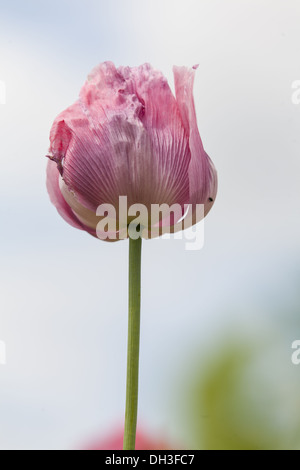 Opium poppy (Papaver somniferum) Stock Photo