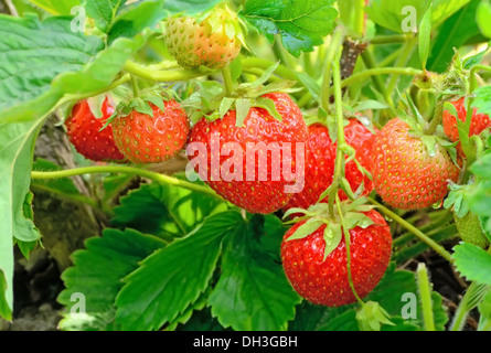 Strawberry bush growing in the garden Stock Photo