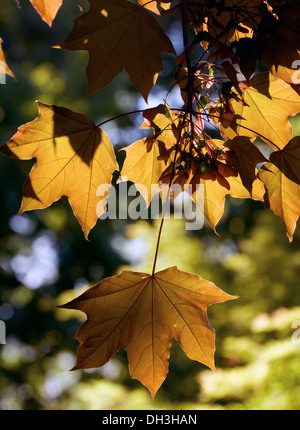 Springtime maple buds and leaves growing in Chicago, Illinois, USA. Stock Photo