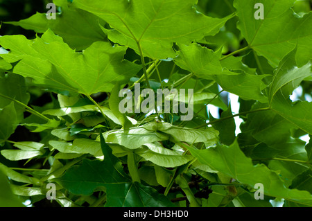Springtime maple leaves and seeds hang from a branch, Chicago, Illinois, USA. Stock Photo