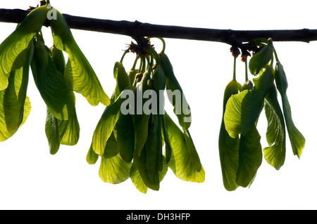 Springtime maple seeds hang from a branch, Chicago, Illinois, USA. Stock Photo