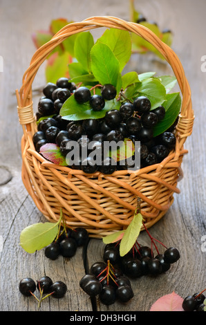 Black chokeberry in the basket on wooden table Stock Photo