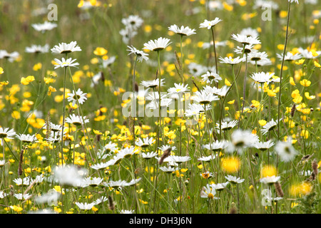 Oxeye daisies and Buttercups in wildflower meadow, England, UK Stock Photo