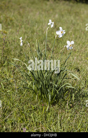 Poets Daffodil (Narcissus poeticus) Stock Photo