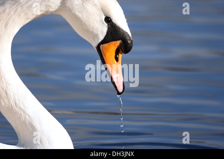 Mute Swan, England, UK Stock Photo