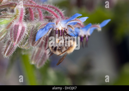 Common carder bee, (Bombus pascuorum) feeding on borage flower, Borage (Borago officinalis) Stock Photo