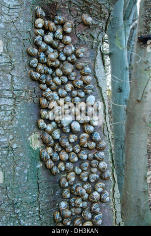 Common garden snails (Helix aspersa) mass hibernation on beech tree. Stock Photo