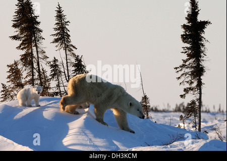 Polar bear sow (Ursus maritimus) with cubs wandering around in the Arctic, Wapusk National Park, Manitoba, Canada Stock Photo