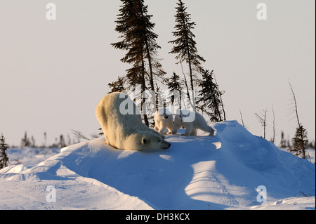 polar bears, Ursus maritimus, sow playing with her spring cubs along a ...