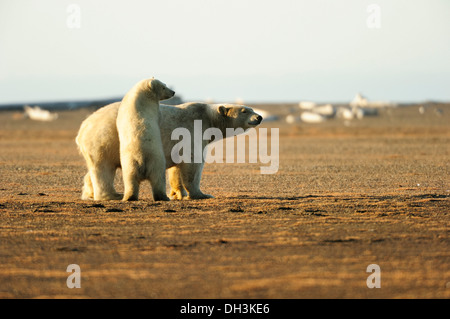 A young polar bear (Ursus maritimus) trying to climb on the back of its mother, Kaktovik, North Slope region, Beaufort Sea Stock Photo