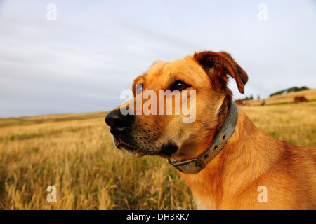 Dog portrait, dog guarding cattle on the prairie, Cypress Hills, Saskatchewan Province, Canada Stock Photo