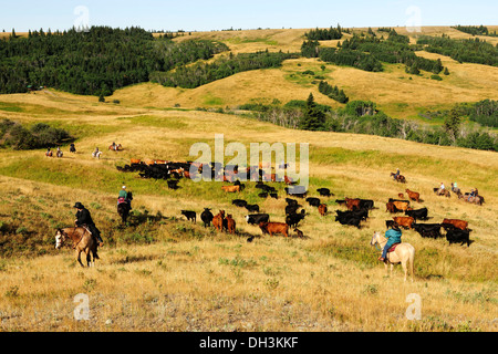 Cowboys and cowgirls driving cattle across the prairie, Cypress Hills, Saskatchewan Province, Canada Stock Photo