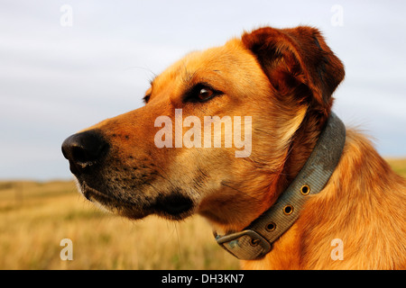 Dog portrait, dog guarding cattle on the prairie, Cypress Hills, Saskatchewan Province, Canada Stock Photo