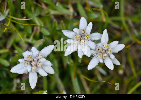 Edelweiss (Leontopodium alpinum), Hohe Tauern National Park, Austria, Europe Stock Photo
