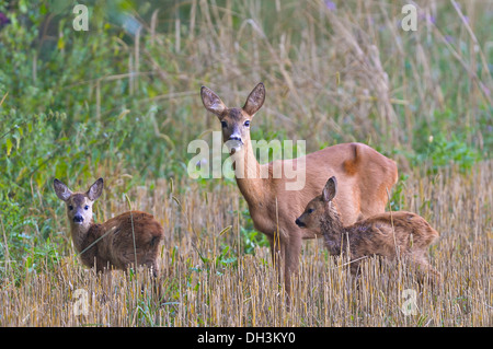 European Roe Deer (Capreolus capreolus), doe with two fawns, Upper Austria, Austria, Europe Stock Photo